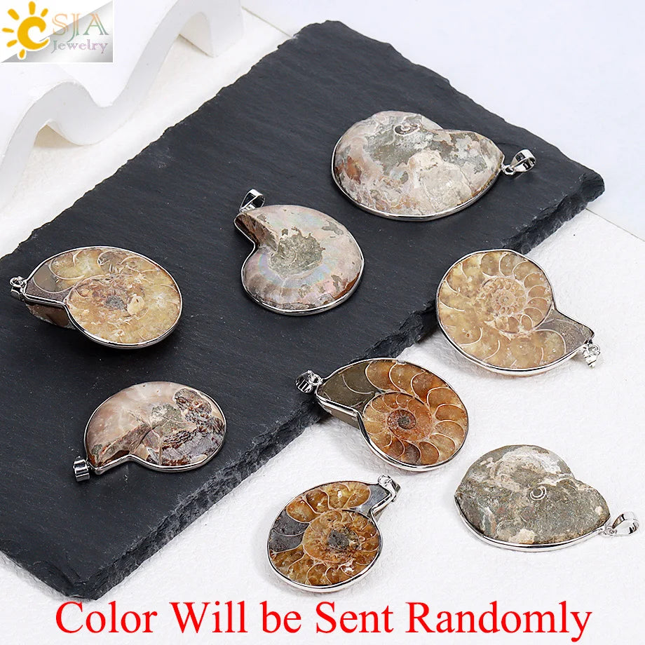 Pendentif Ammonite Fossile Naturel - Coquillage Mer pour Femme
